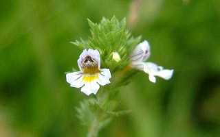 Травы для мужчин при урологии