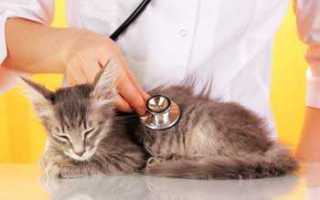 Лечение и диета при ХПН у кошек