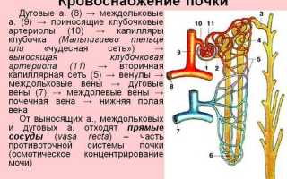 Нарушение экскреторной функции почек. Нарушение накопительно-выделительной функции почек, симптомы, лечение