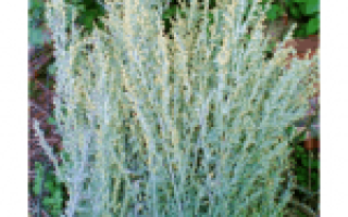 Травы для мочеполовой системы женщины