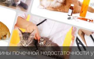 Если у кошки хпн