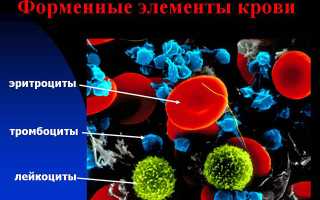 Эритроциты в моче у женщин норма и повышенное число.