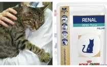 Почечная недостаточность у кошек, симптомы, лечение, ОПН, ХПН