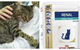Почечная недостаточность у кошек, симптомы, лечение, ОПН, ХПН