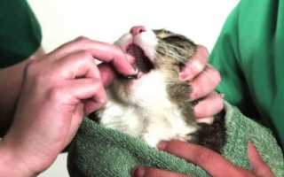 Канефрон н при хпн у кошек