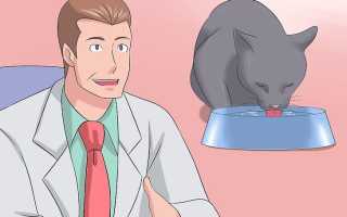 Почечная недостаточность у кошек — советы и рекомендации