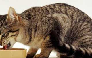 Курица при хпн у котов