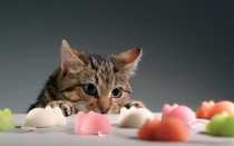 Кормление кота с хпн