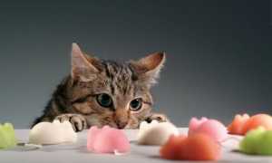 Кормление кота с хпн