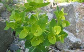 Молочай палласа мужик корень отзывы. Молочай палласа лечебные свойства и применение