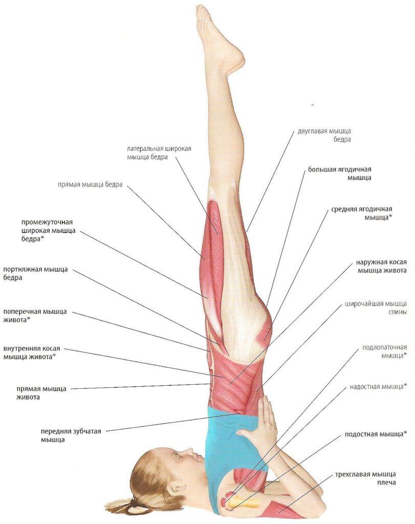 В позе березки болит голова почему