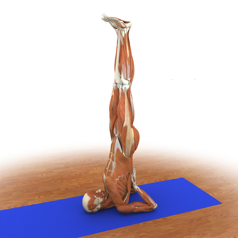 Сарвангасана — действуем на сердце всеми частями тела