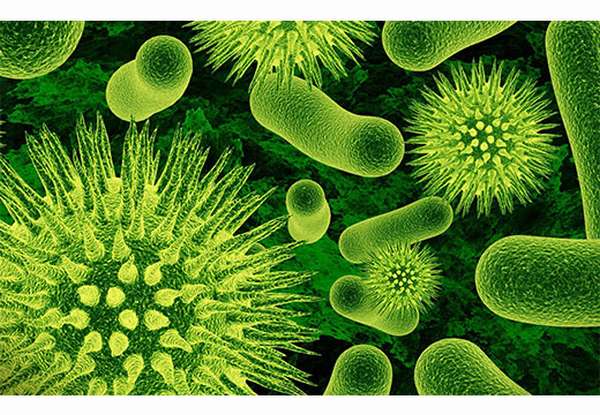 Вирусы в орагнизме